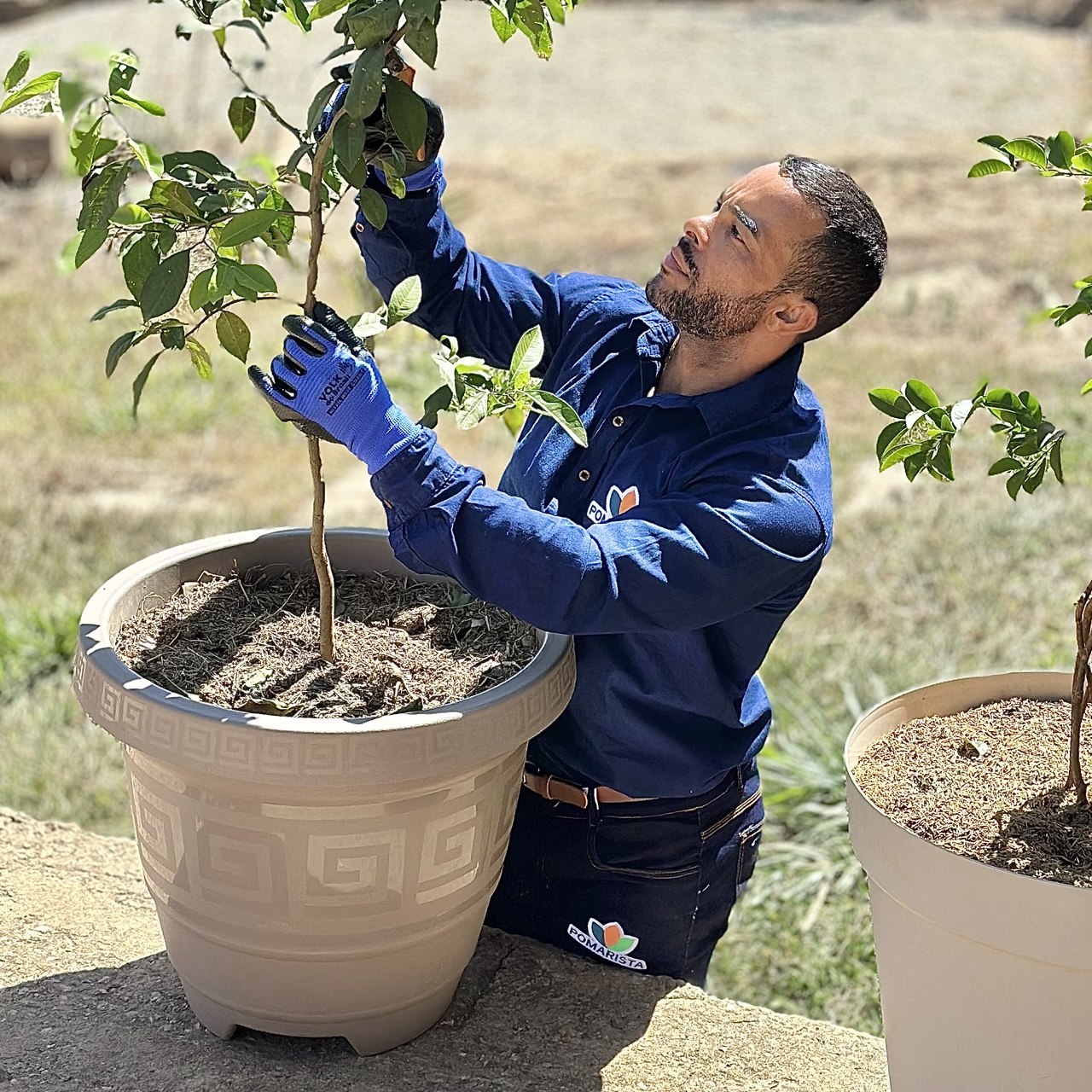 Emerson Bola cuidando de uma muda frutífera